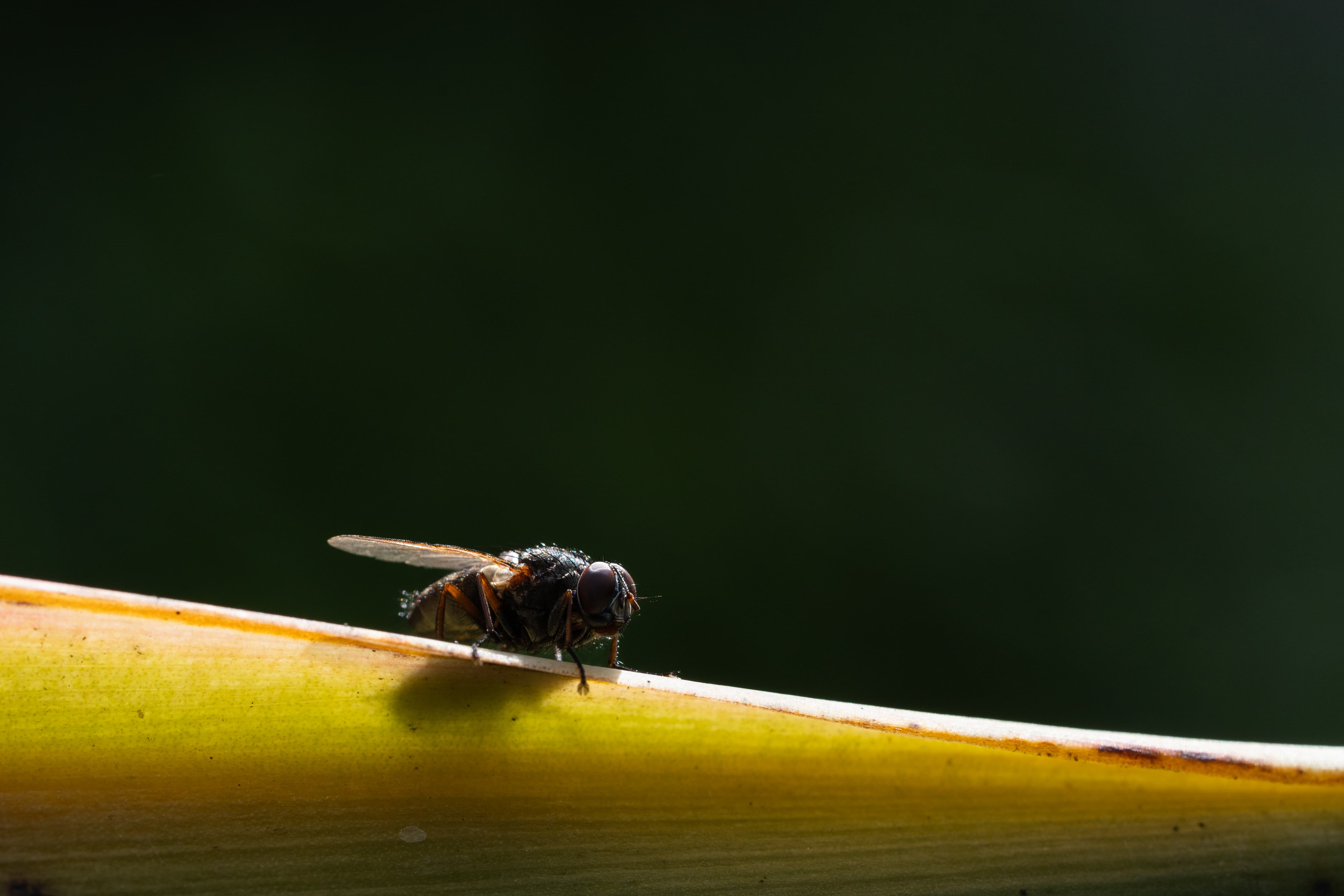 Mosca sobre una hoja
