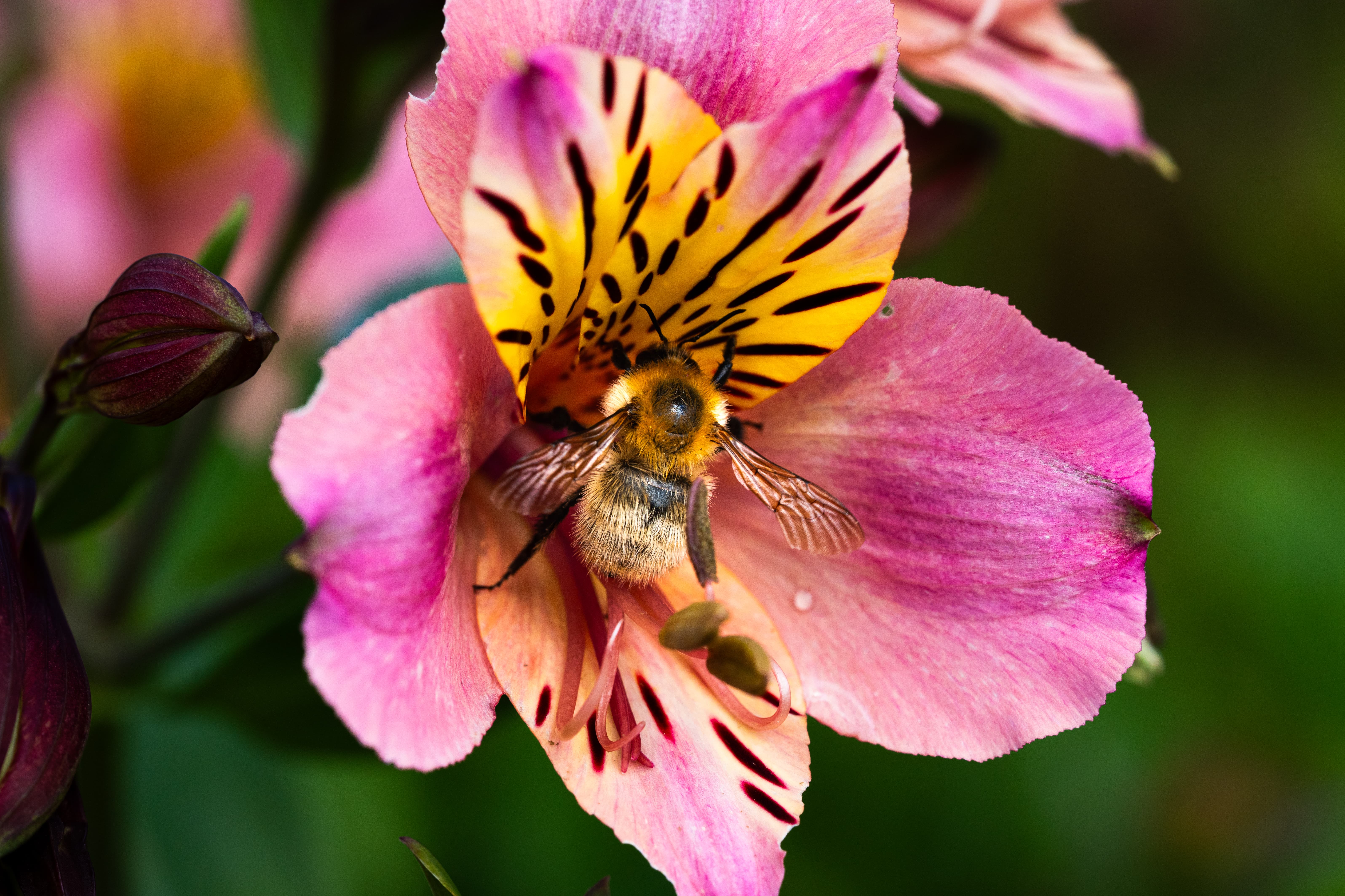 Abeja sobre flor rosa