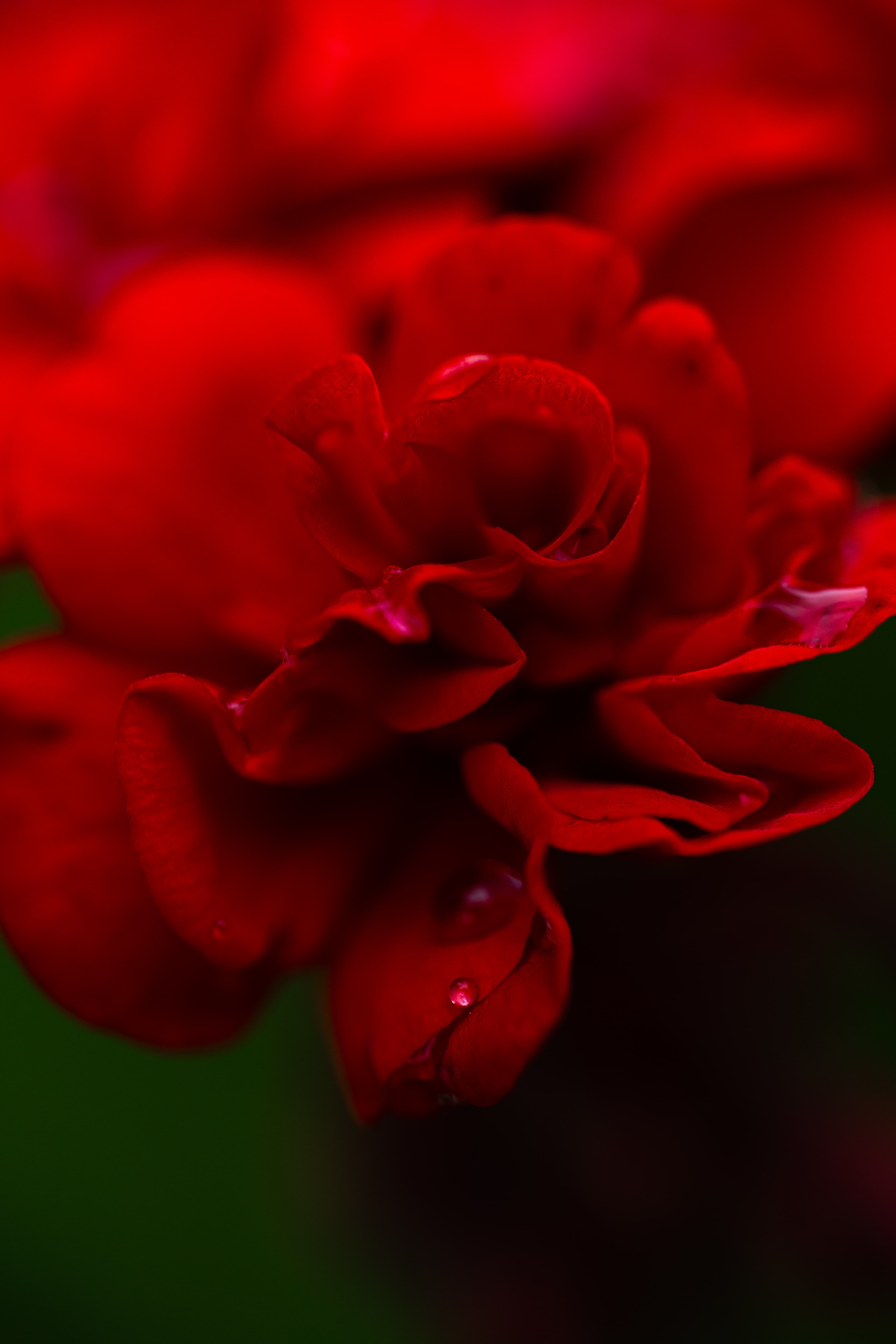 Geranio rojo macro
